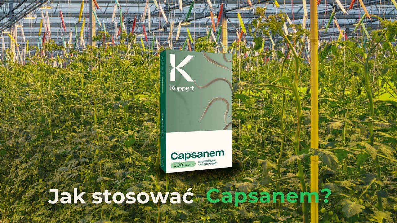 Jak stosować Capsanem | Koppert Polska