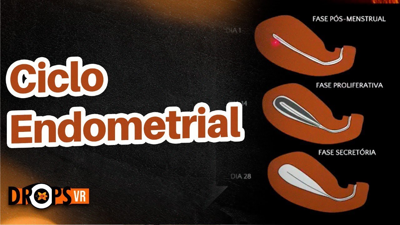 APRENDA A DIFERENCIAR AS FASES DO CICLO ENDOMETRIAL NO ULTRASSOM I VOC&Ecirc; RADIOLOGISTA