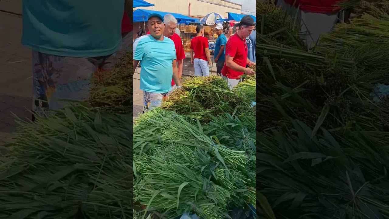 Fui compra meu Pend&atilde;o na feira do cordeiro #passaros #Pend&atilde;o #mato #gaiola #feiradegaiola #cordeiro