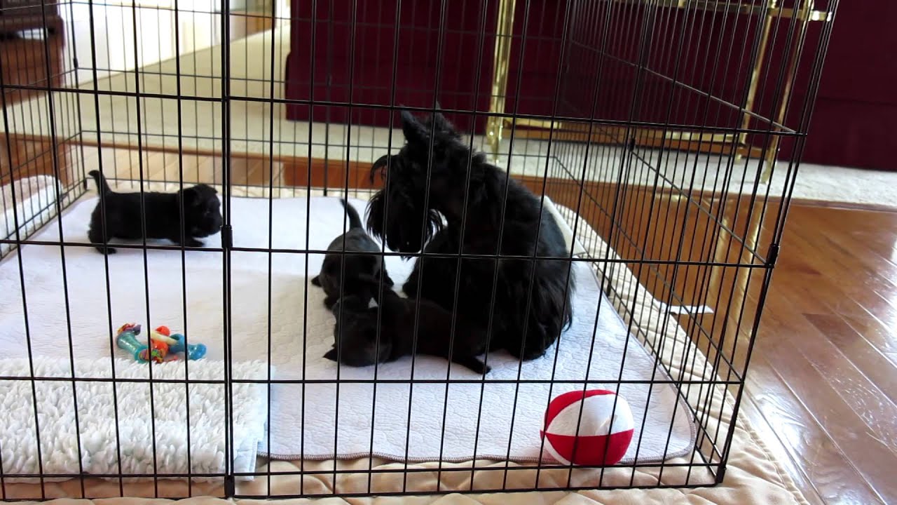Scottie Teaches Pups