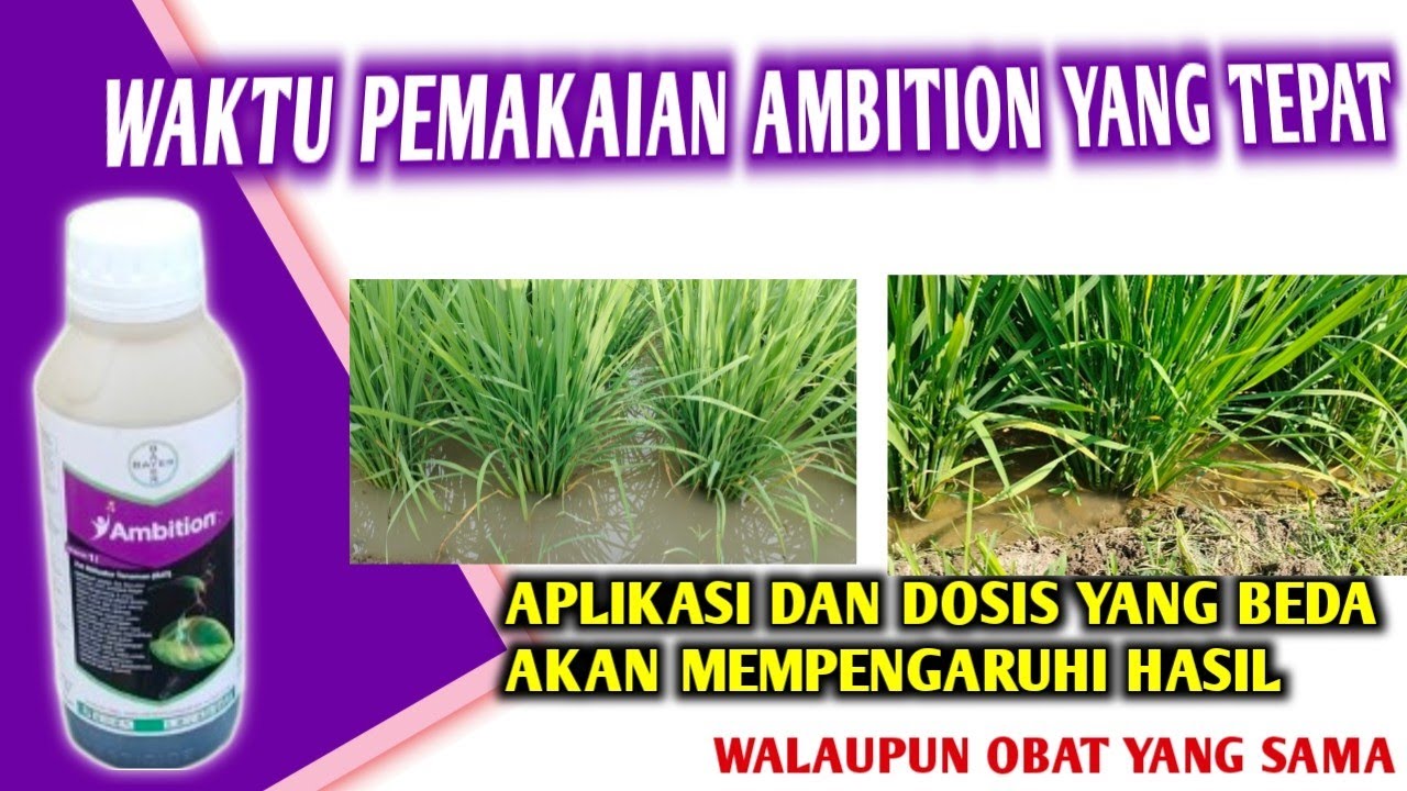 WAKTU APLIKASI NUTRISI AMBITION YANG TEPAT‼️ Beda waktu aplikasi dan dosis hasilnya beda