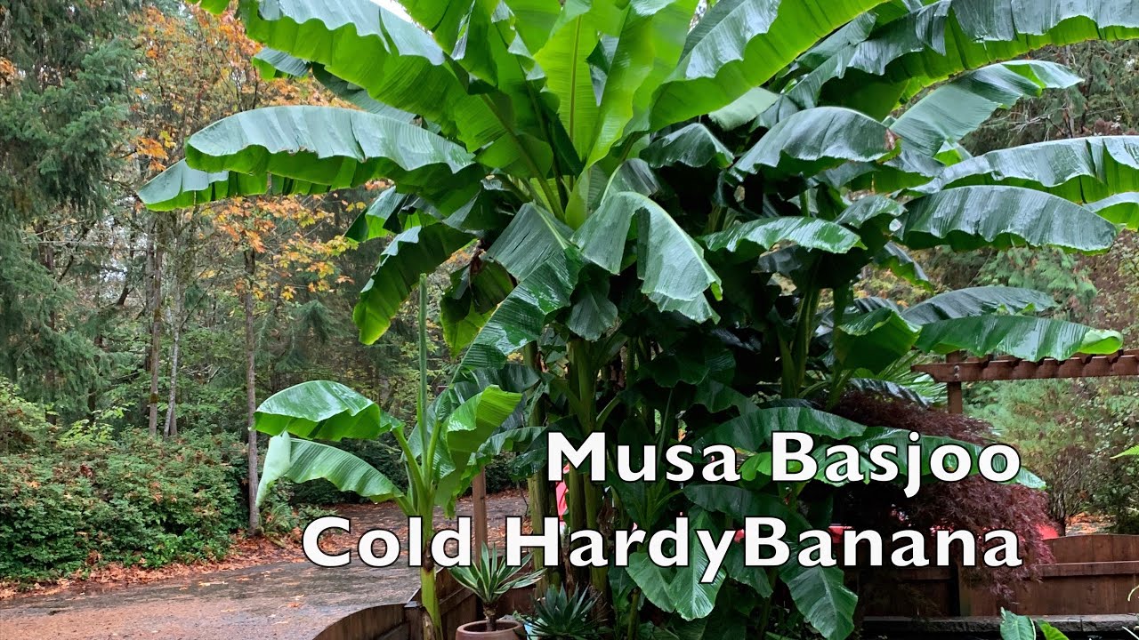 Growing Banana plants & time lapse | Musa Basjoo | Cold hardy 