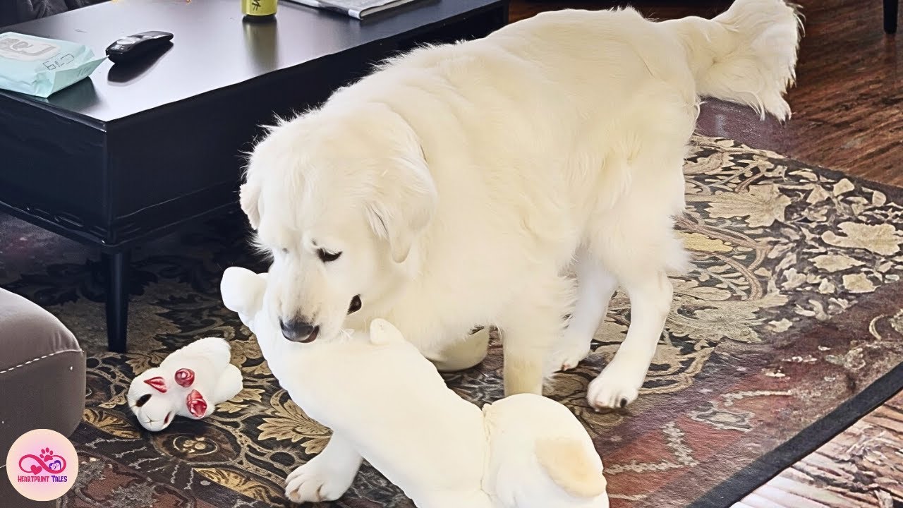His Only Friends Were Toys ... Until a Rescued Kitten Stole His Heart