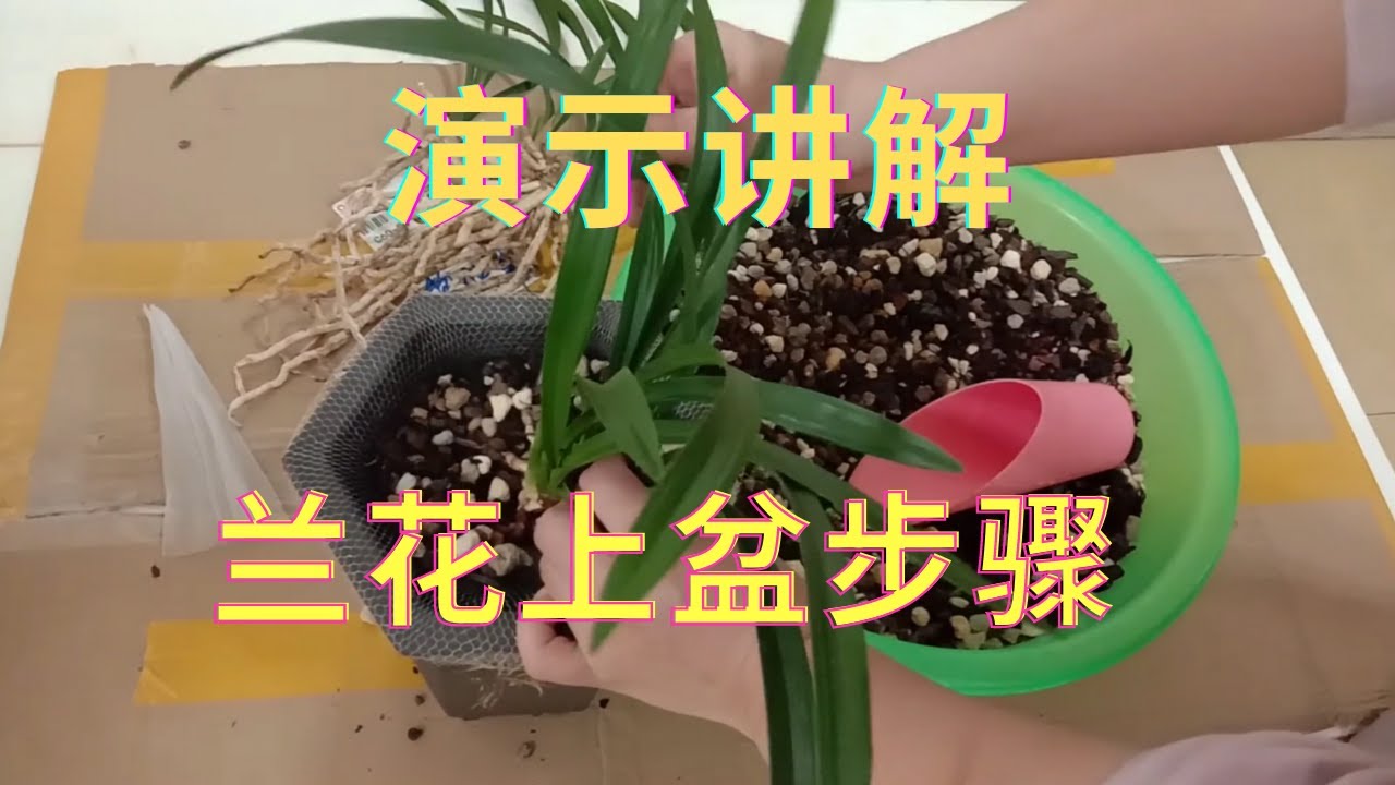 兰花上盆步骤详细演示讲解