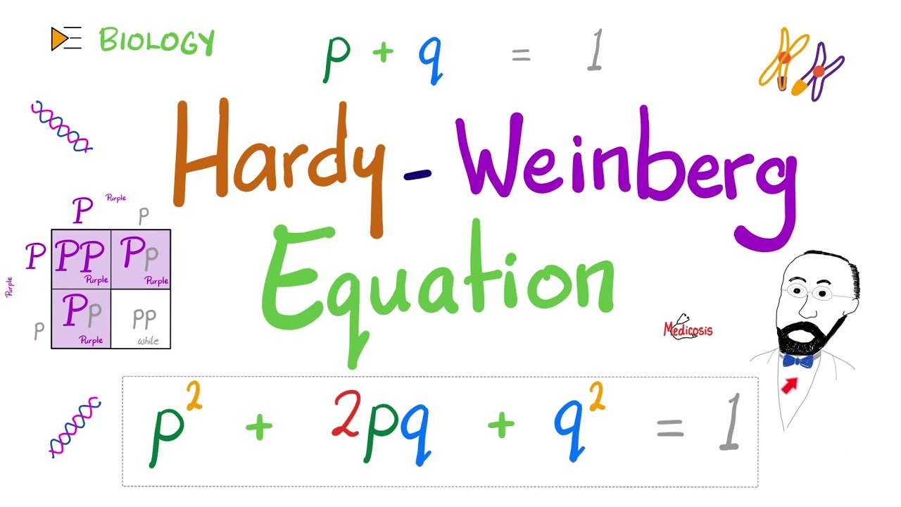 Hardy-Weinberg Equation - Genetics Basics - Biology