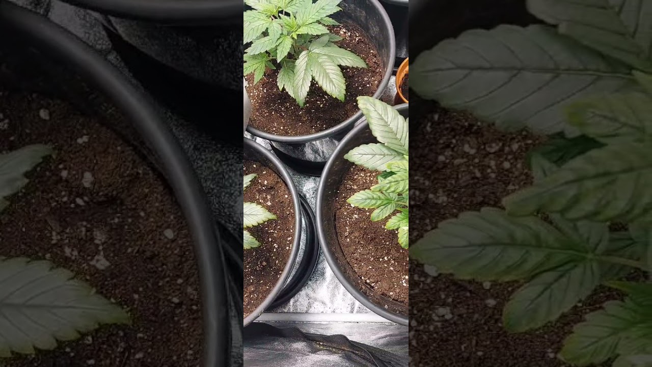 Seedsman - The white OG &bull; 4th week of veg &bull; Mars hydro &bull; Photoperiod - Indoor Grow