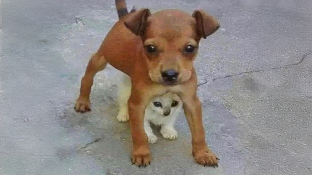 Когда кошки и собаки защищают друг друга!