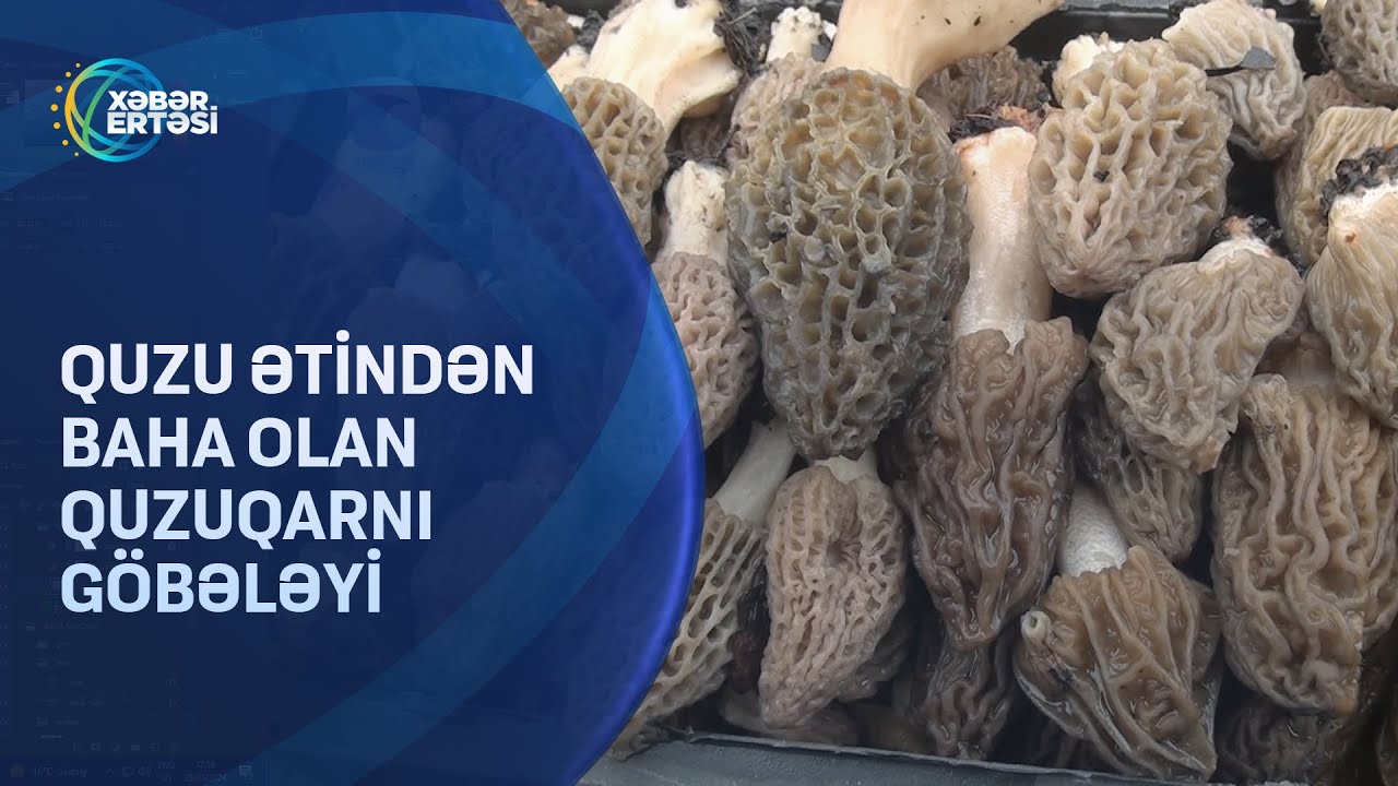 Quzu ətindən baha olan quzuqarnı göbələyi