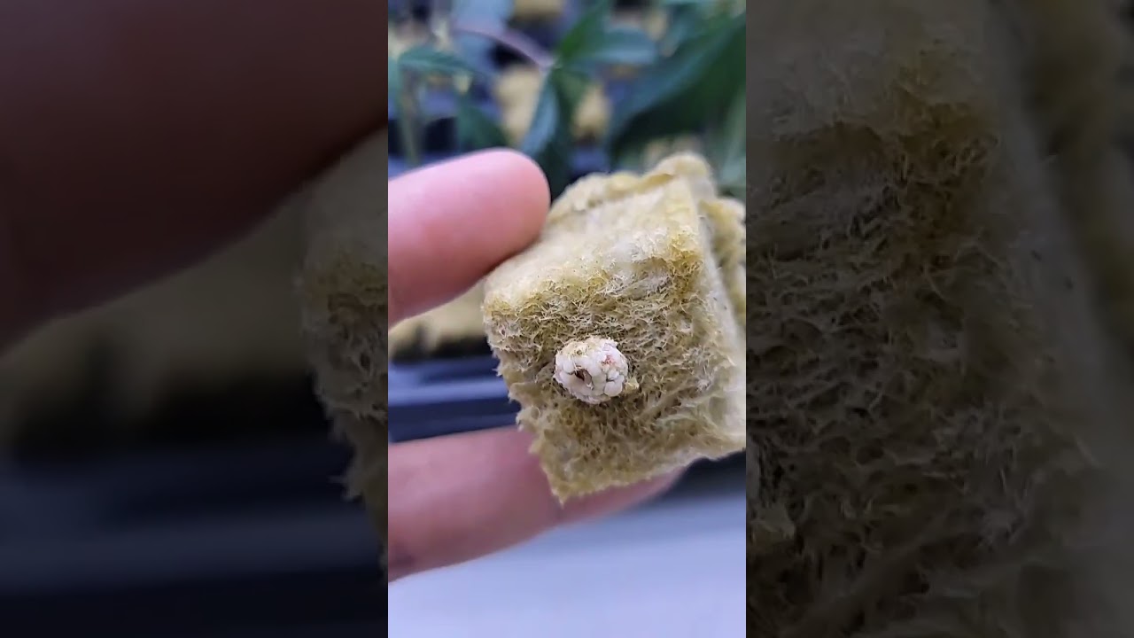 callus first, then roots