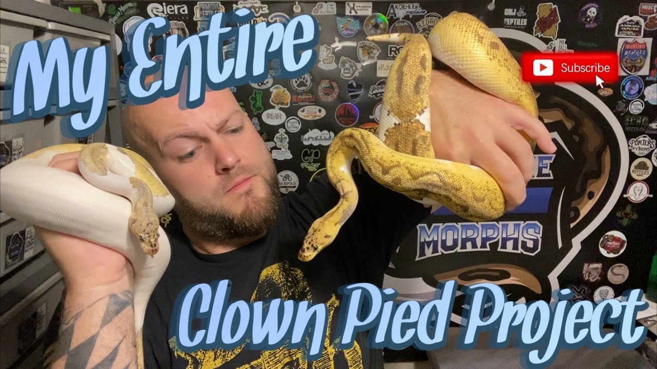 My Entire Clown Pied Project! || A Review Of Every Snake Involved.