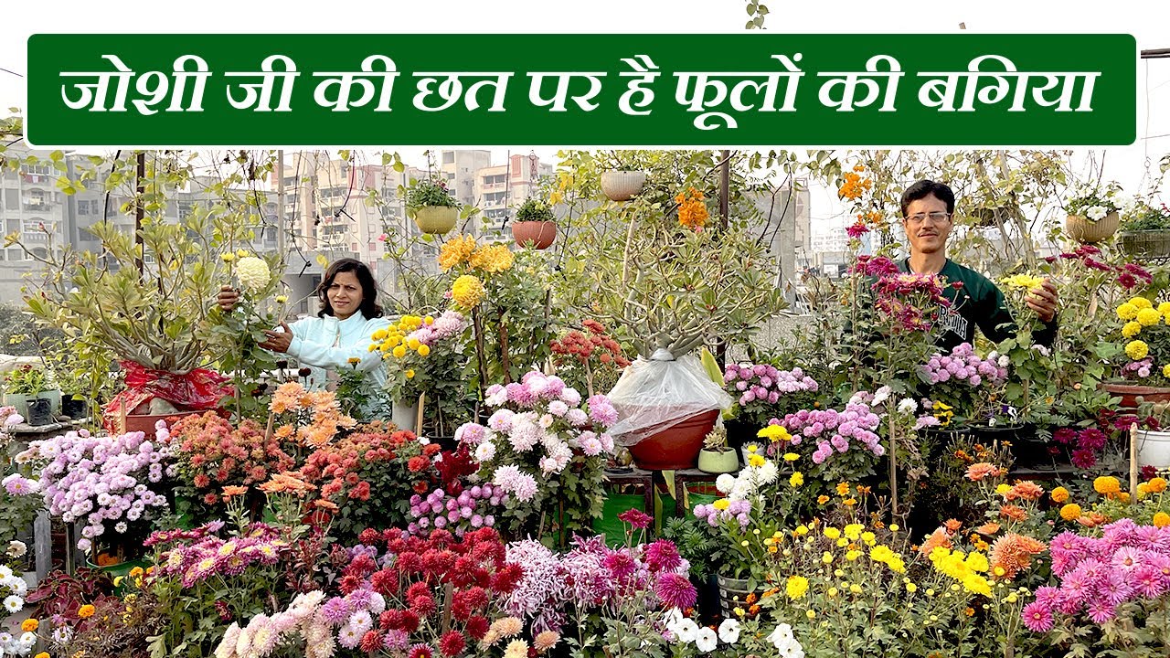 जोशी जी की छत पर है फूलों की बगिया | Know How to Grow Flowering Plants on Terrace Garden Easily