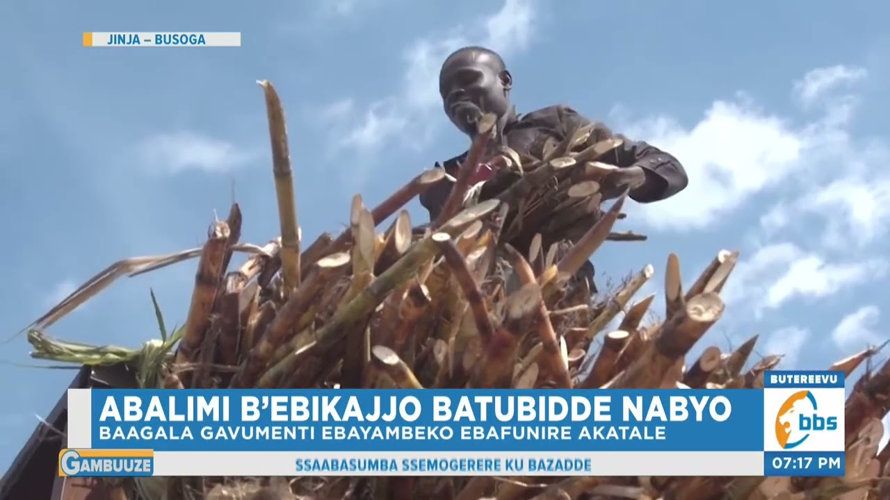 Abalimi b’Ebikajjo Batubidde Nabyo , Bagamba Ebbeeyi Yaabyo Yagwa. #Gambuuze