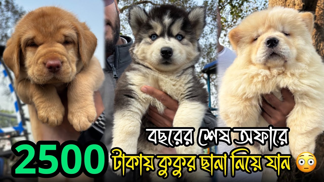 মাত্র 2500 টাকায় কুকুর ছানা 😳🔥| Serampore Pet Market | Dog Market in Kolkata | Serampore Dog Market 