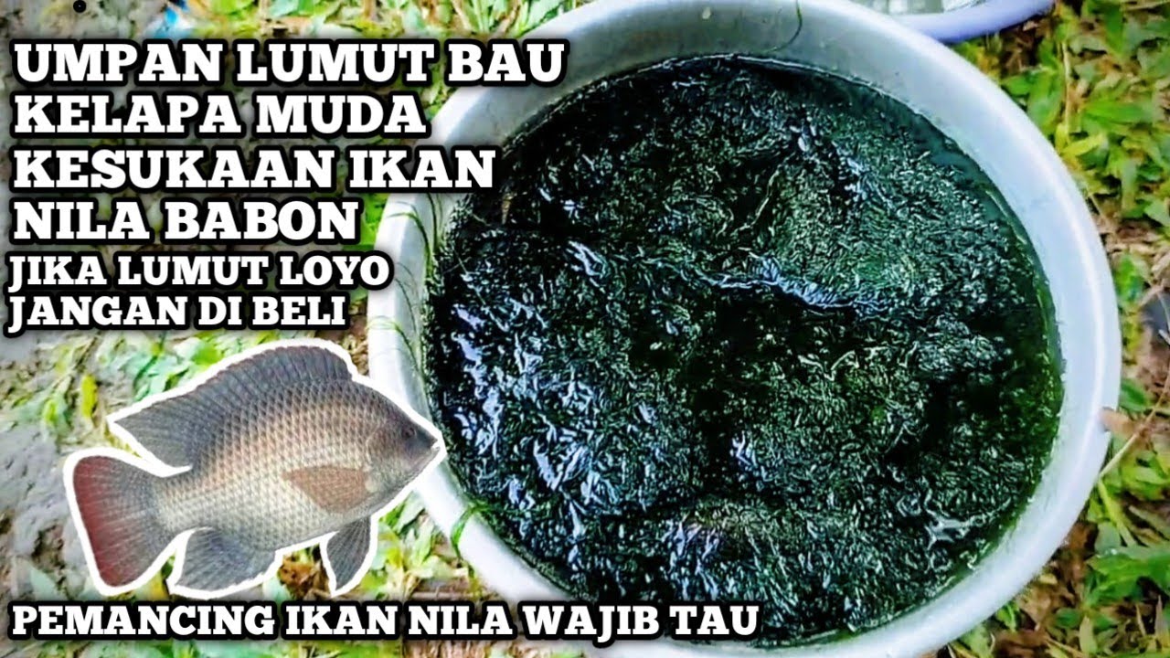 EDUKASI MANCING IKAN NILA‼️AWAS JANGAN SALAH BELI UMPAN LUMUT 