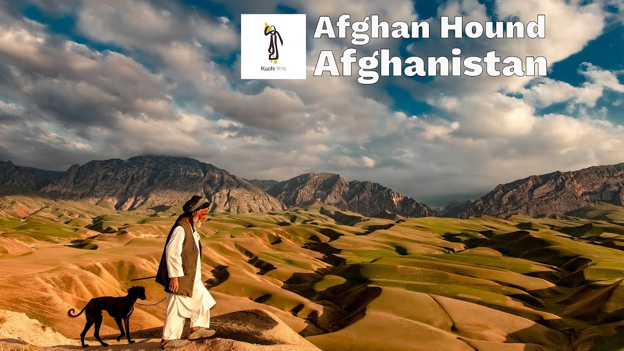 Jogi Breeding Afghan Hounds: Hunting in the Stunning Landscapes of Balkh