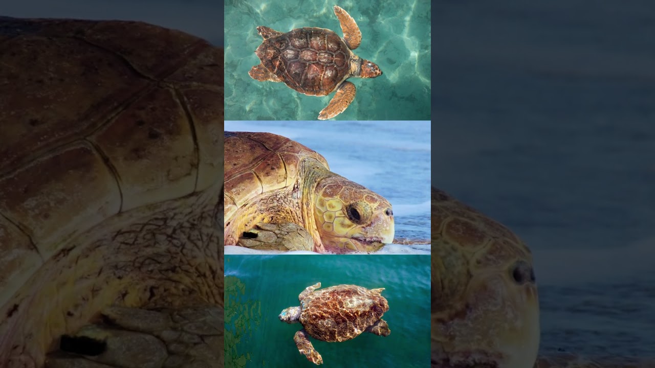 Loggerhead sea turtle in Trinidad and Tobago? Here’s the Real Story