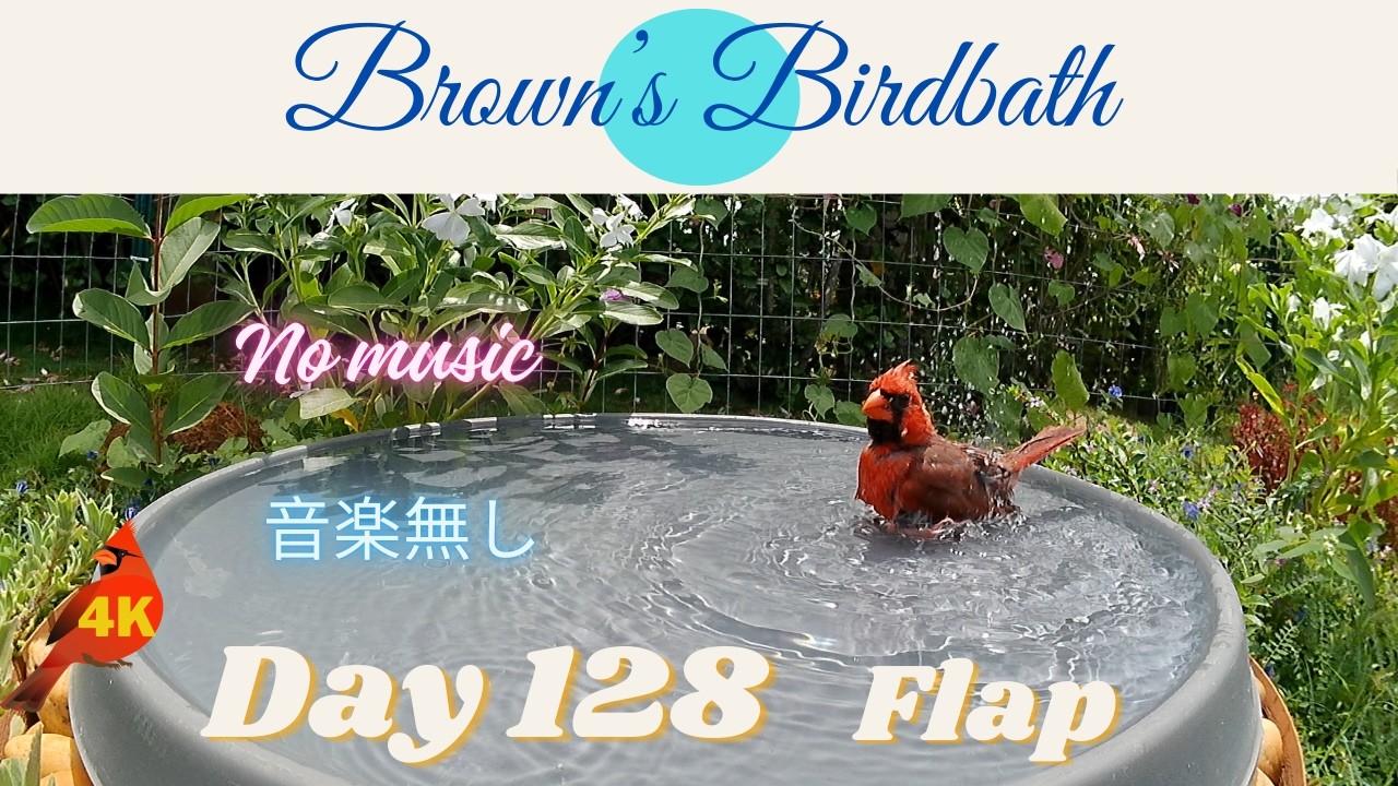 Brown's Birdbath Day 128 Flap #whiteeye #メジロ #shama #アカハラシキチョウ #cardinal #wildbirdsinhawaii #ハワイの野鳥