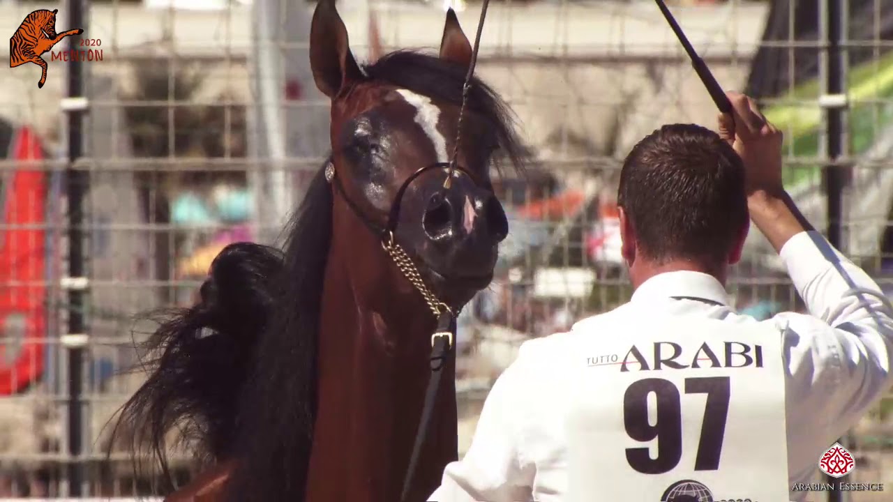 N 97 MORGAN J   2020 Menton Mediterranean and Arab Countries Arabian Horse Championship   2 Years Ol