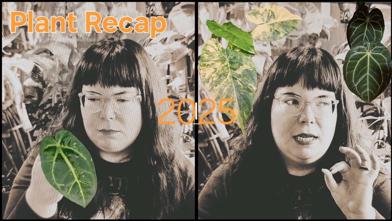 Plant Recap 2025 - Mein Pflanzenjahr 2025 mit allen Höhen und Tiefen, Neuentdeckungen und Zielen