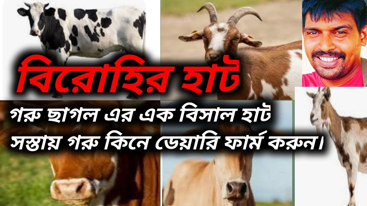 বিরহীর গরু ছাগল এর হাট #বিরহী #cow