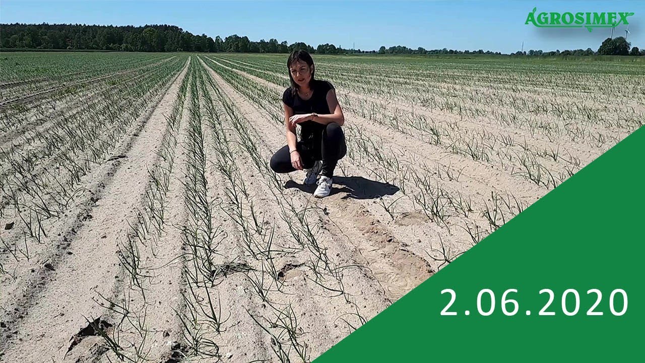 Ochrona cebuli przed chorobami i wciornastkami - komunikat warzywniczy Agrosimex