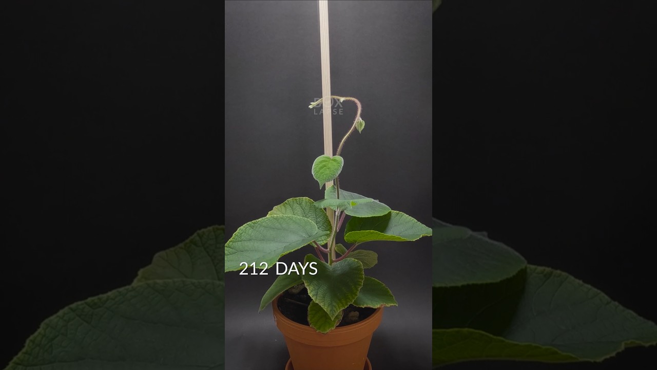 224 days in 44 seconds. Kiwi timelapse 🥝