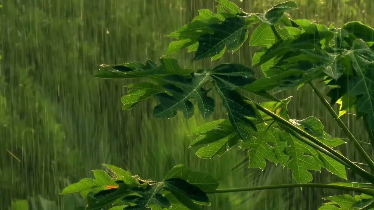 Rain Falling on Green Leaves – Deep Relaxation & Nature Ambience | Natural Sleep Sounds