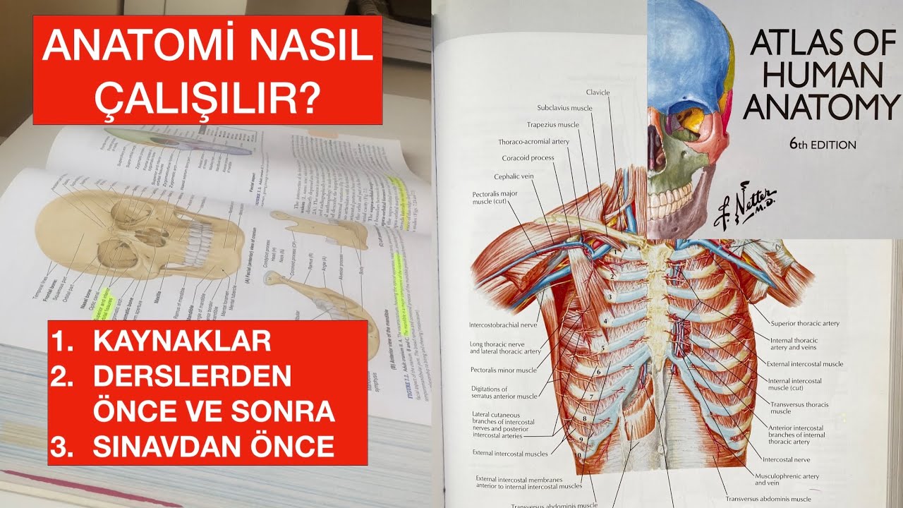 Tıp Fakültesinde Derslere Yaklaşım serisi - Anatomi (1. bölüm)