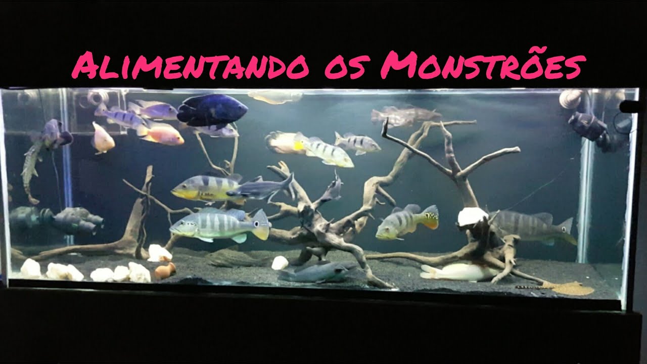 Alimentando os Carnivoros jumbos do Jonathan.