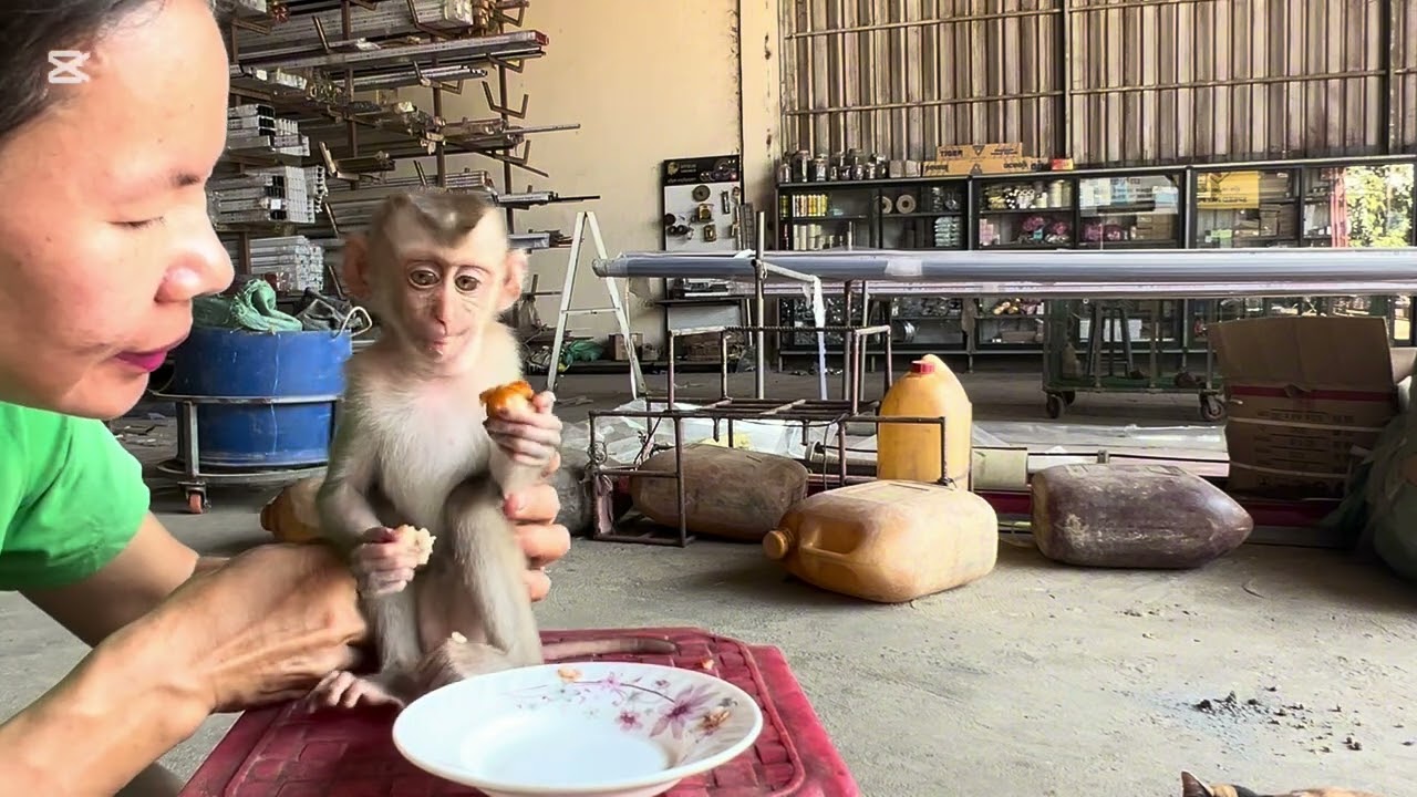 Mary eat jujube #monkey #mary #animals