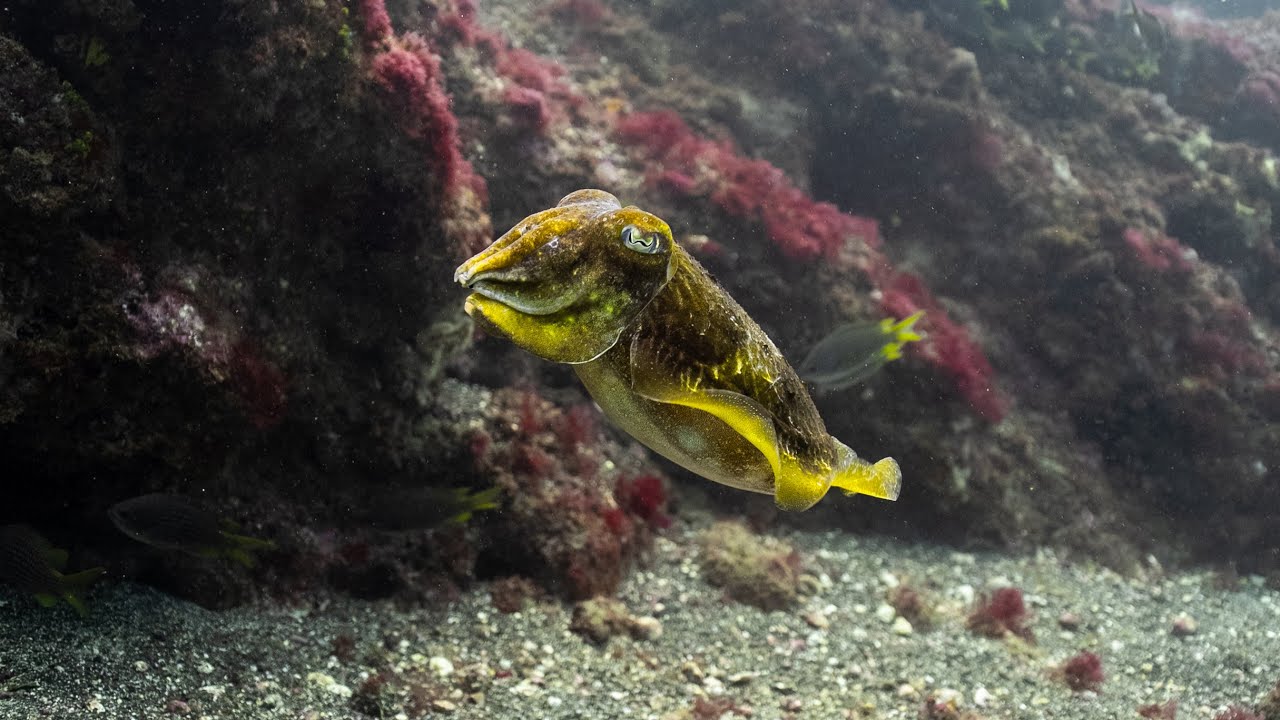 Cape Verde Diving