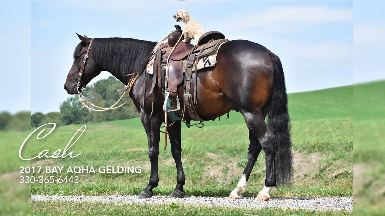 SOLD Lethal Dose of Cash, 2017 AQHA Gelding | Horseman's Mission Select Sale Hip 27