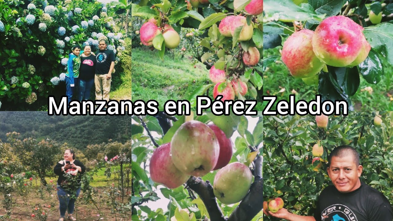 MANZANAS EN PÉREZ ZELEDON, COSTA RICA / FINCA DON FIDO #costarica #perezzeledon #vlogs