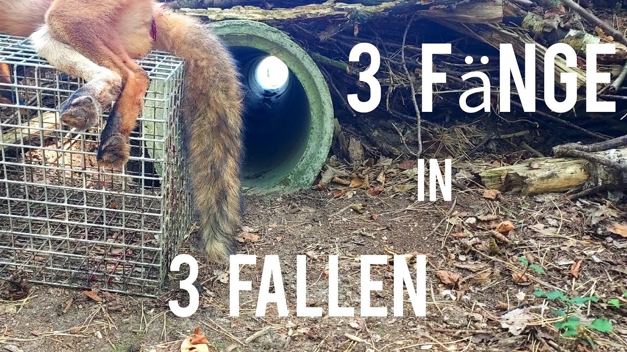 3 Fänge in 3 Fallen - Guter Start in die Fallenjagd-Saison