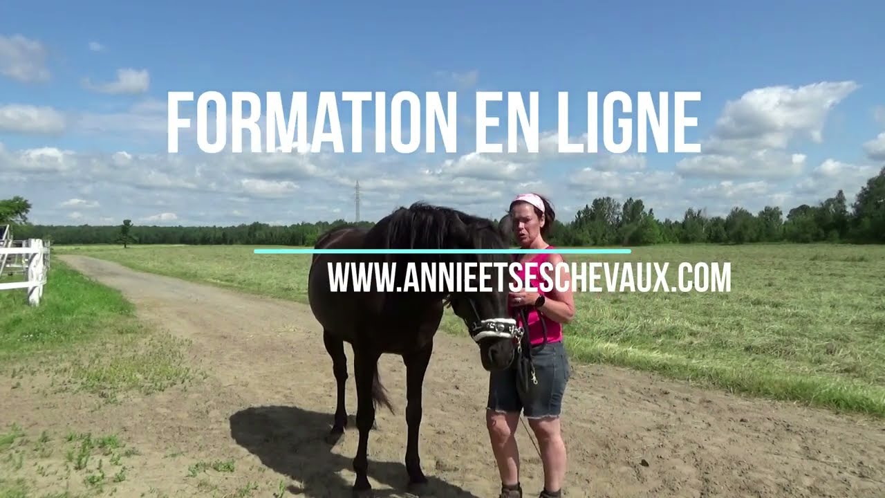Aspiration des épaules du cheval