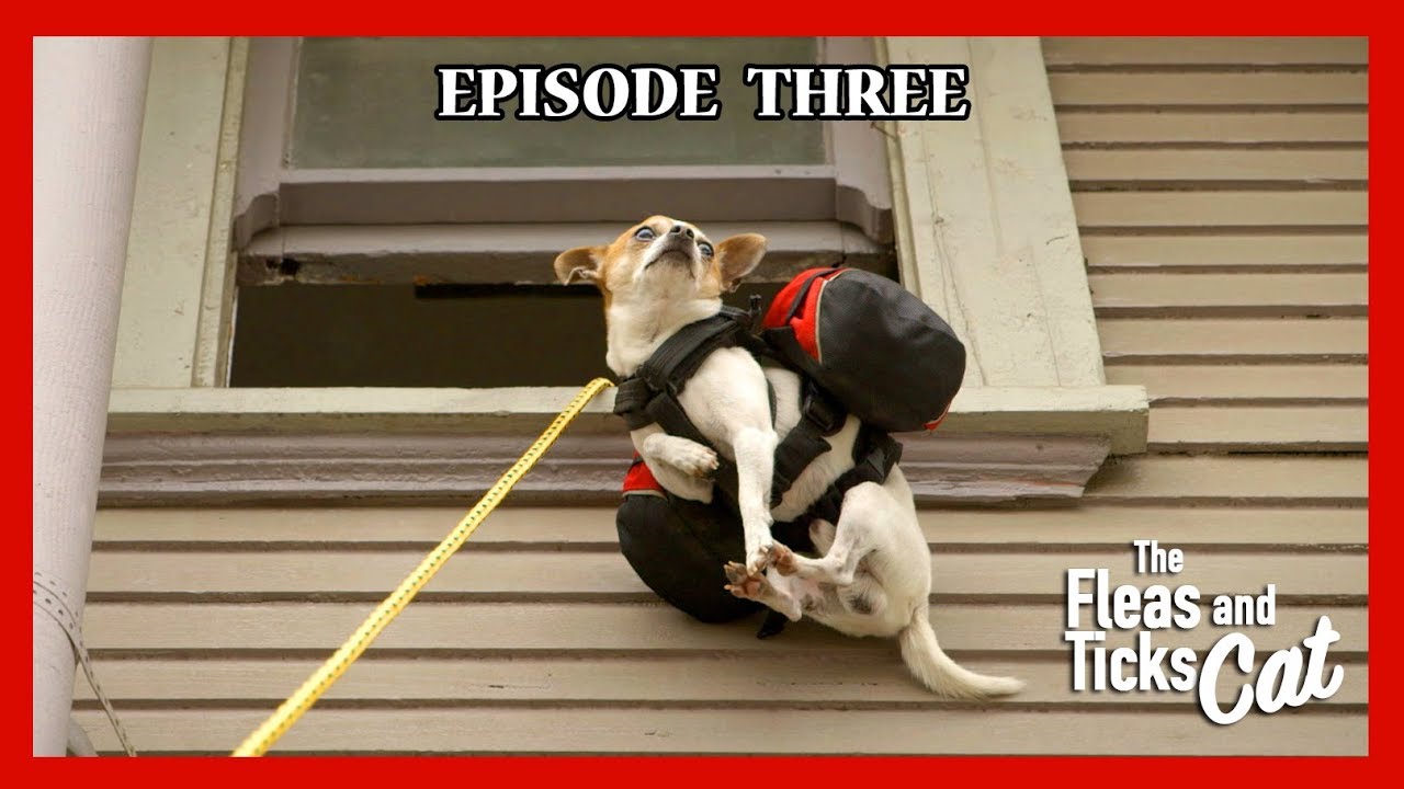 Chihuahua Pancho climbs a house - Nic and Pancho Web Series Ep#3