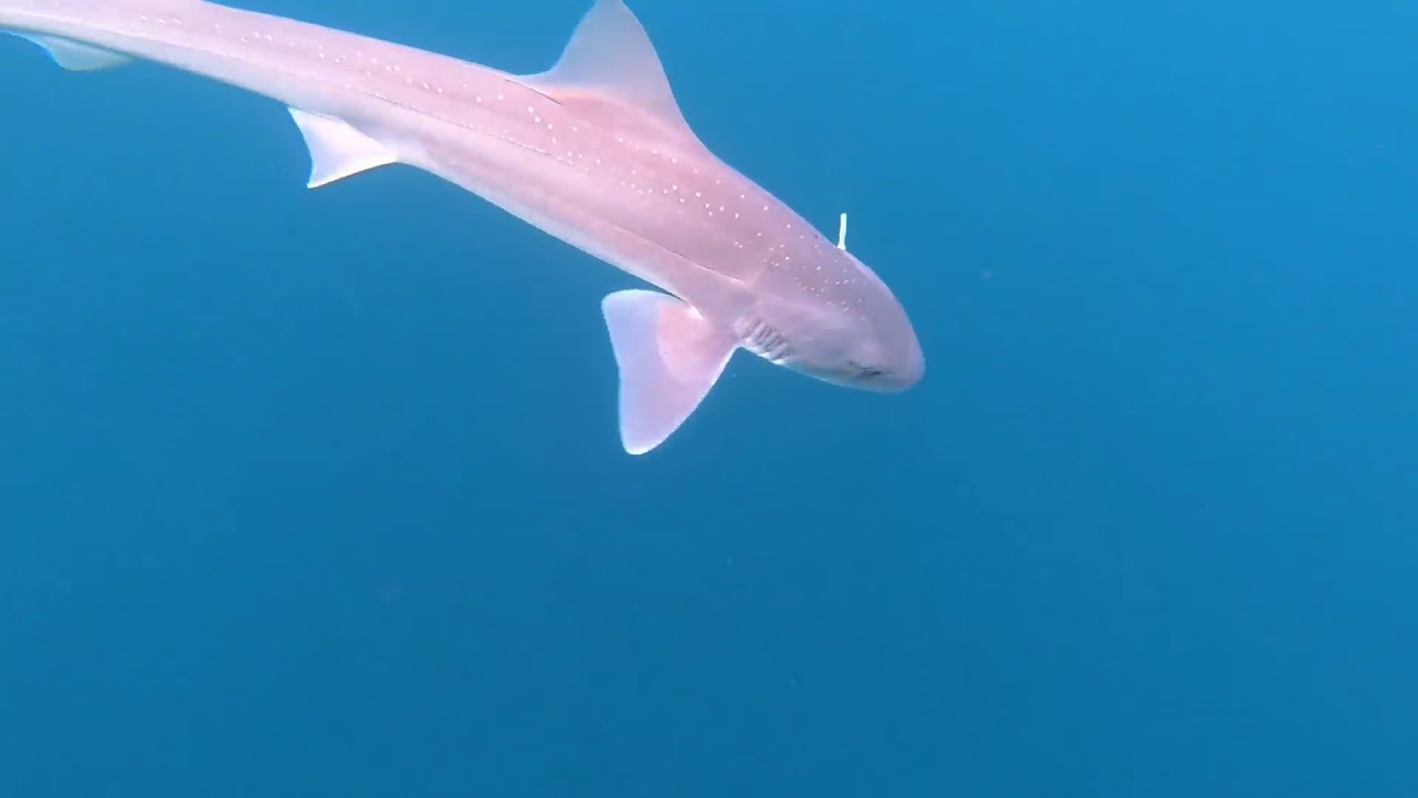 Hook Line and Sinclair Ep3 Port Fairy Victoria offshore gummy shark fishing