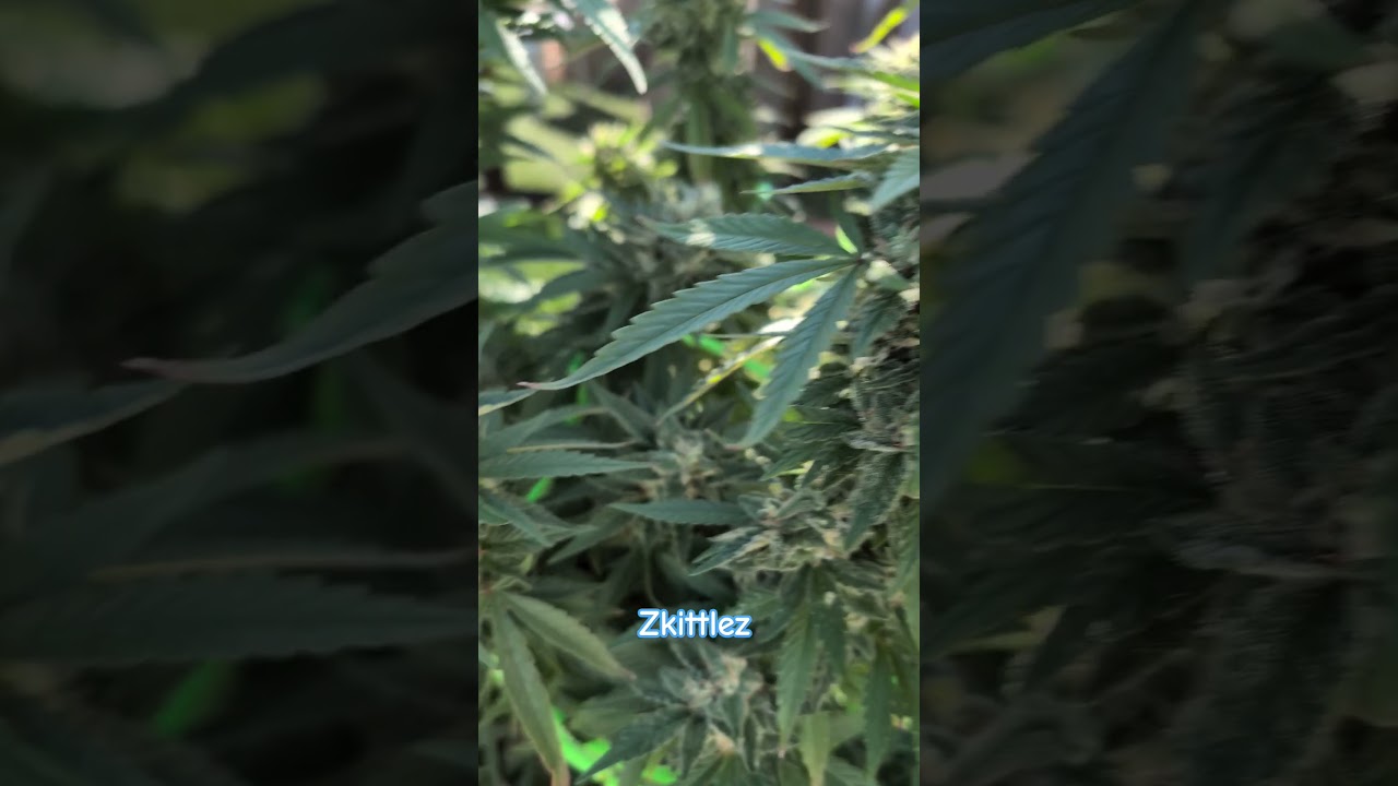 Zkittlez
