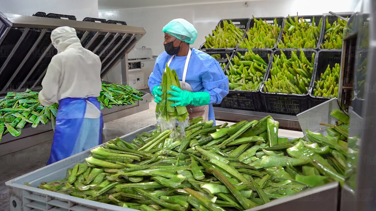 Inside South Africa's Millions $ Business of Harvesting & Processing Aloe Vera by Hand