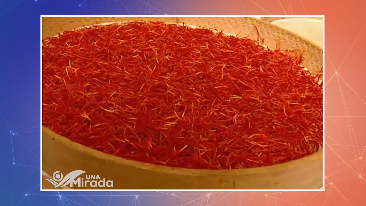 &iquest;Qu&eacute; es el ORO ROJO? aprende de qu&eacute; se trata en tres minutos.