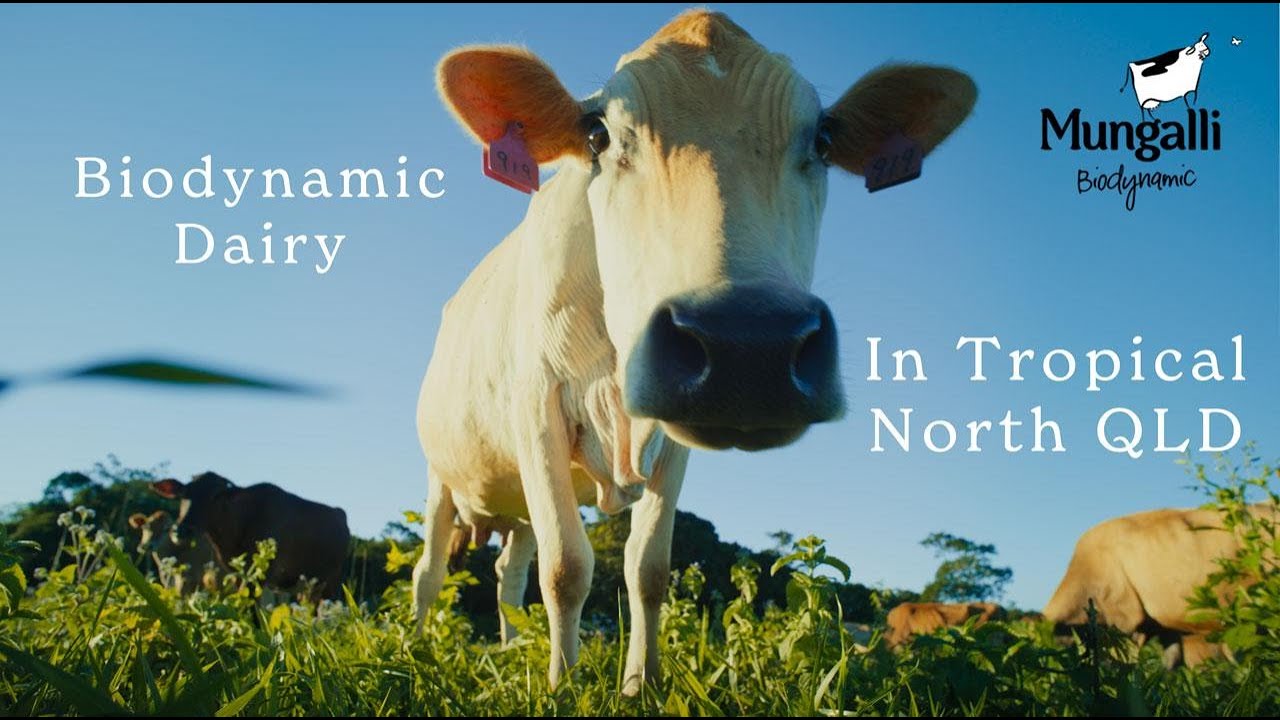 Farm Yarns | Mungalli Biodynamic, A different kind of Dairy