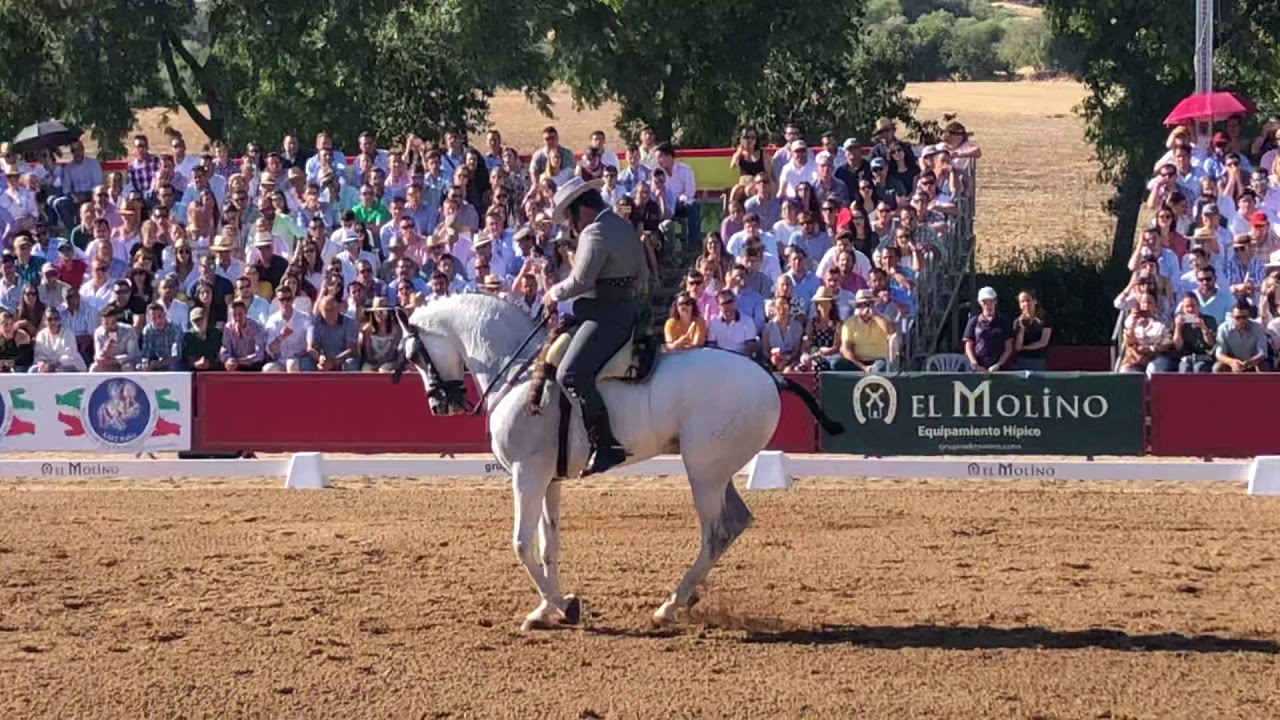Rafael arcos con lagartijo 75% subcampeón de españa de doma vaquera 2018