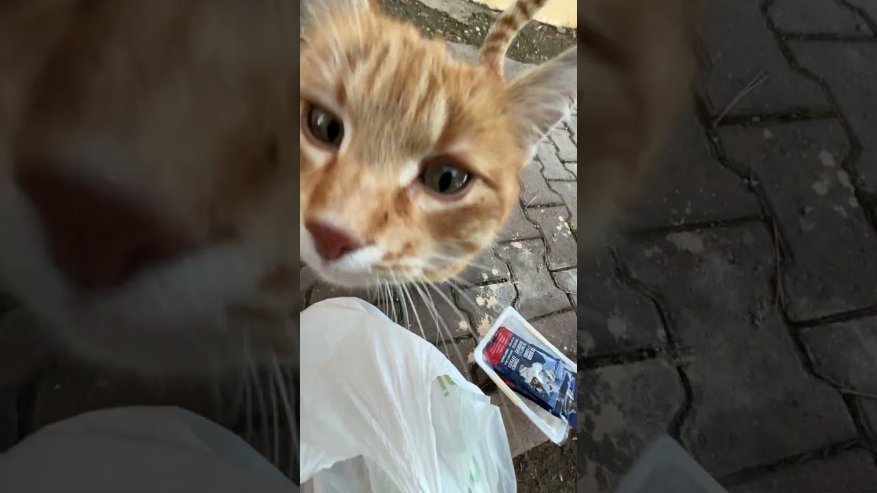 Perşembe sabahı