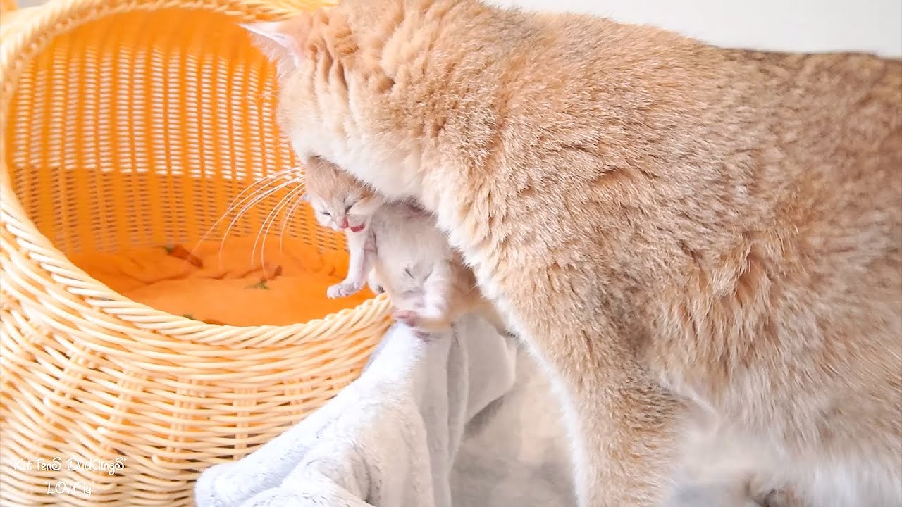 Mom cat carries newborn kittens into a small nest because she do not like large bed.