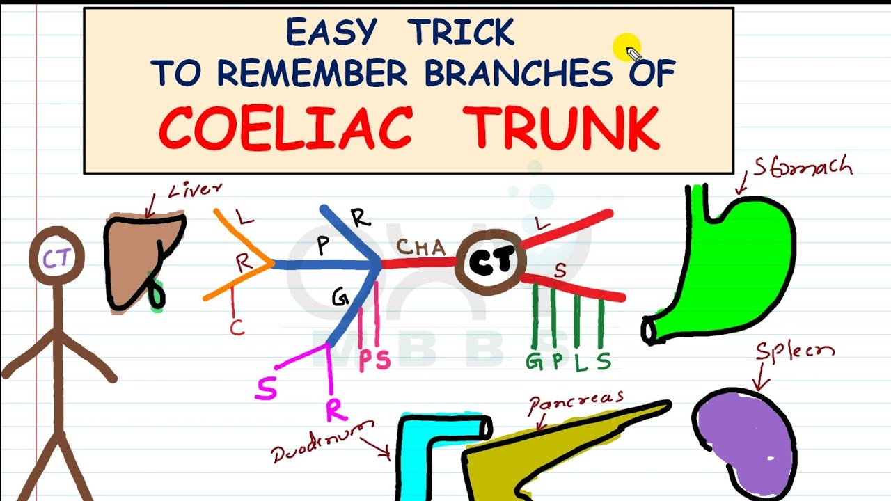 Easy Trick - For Branches of Coeliac Trunk