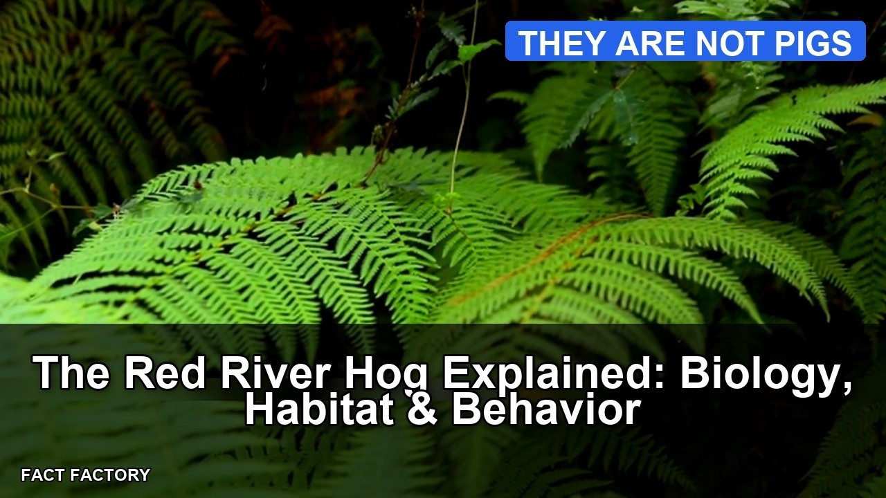 The Red River Hog Explained: Biology, Habitat & Behavior