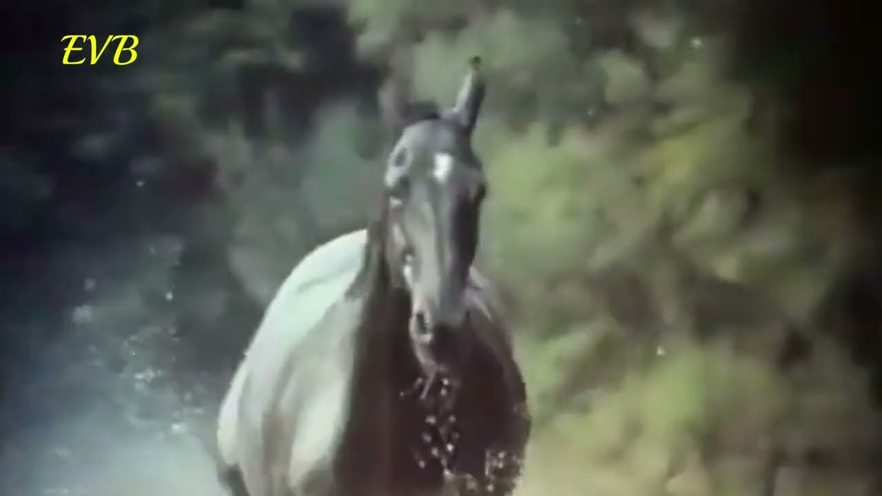 Black Beauty Theme (Galloping Home) London String Chorale 1974 Denis King 