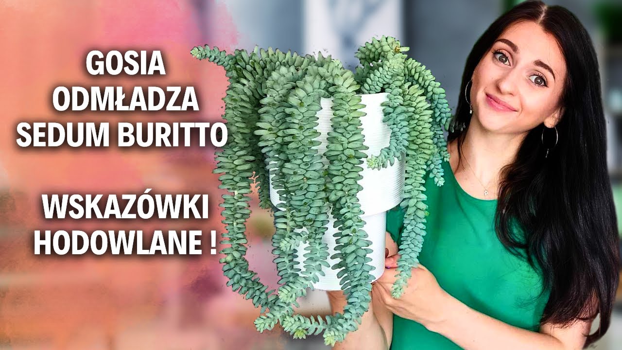 Odmładzam Sedum Buritto🌱Jak się opiekować?!🌱Roślinki Gosi🌱Gosia i Miłosz