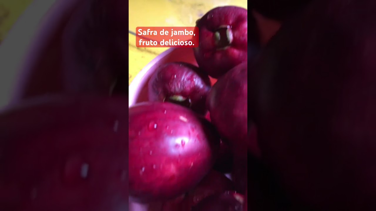 Safra de jambo, fruto delicioso 