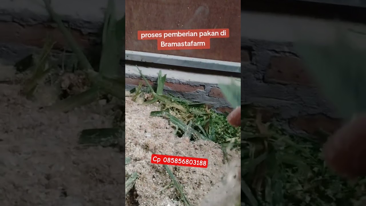 Proses pemberian pakan domba di bramastafarm‼️#bramastafarm #domba #pakankering #kompletfeed #silase